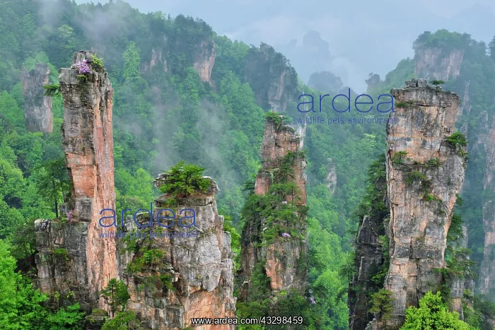 : Famous tourist attraction of China, Zhangjiajie : Famous tourist attraction of China, Zhangjiajie