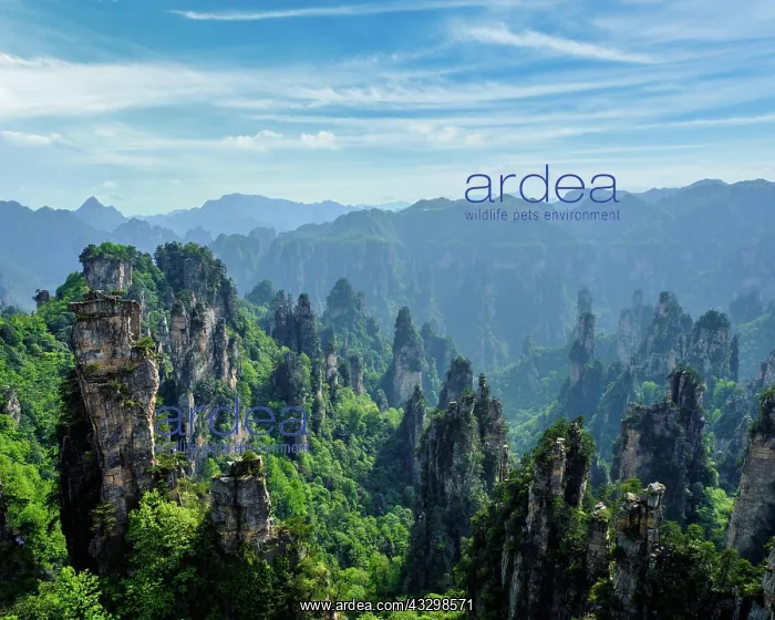 : Famous tourist attraction of China, Zhangjiajie : Famous tourist attraction of China, Zhangjiajie