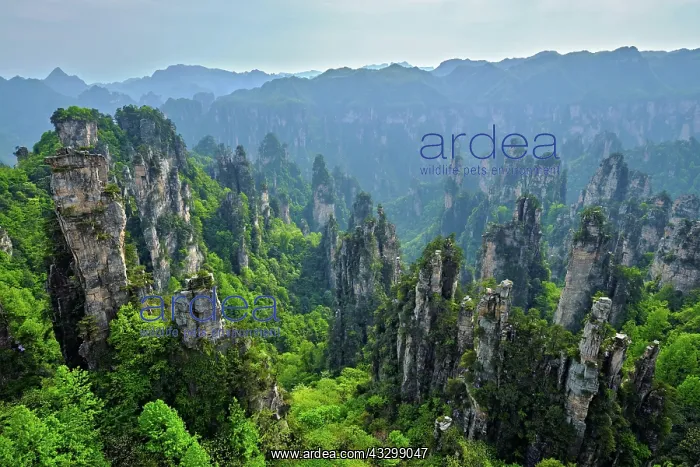 : Famous tourist attraction of China, Zhangjiajie : Famous tourist attraction of China, Zhangjiajie