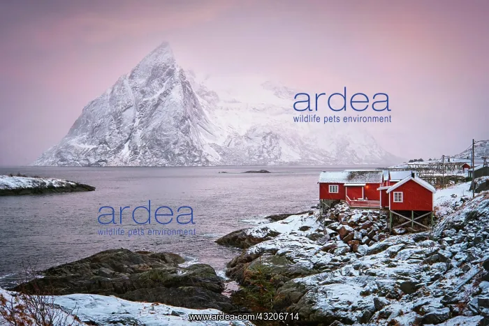 : Famous tourist attraction Hamnoy fishing village : Famous tourist attraction Hamnoy fishing village