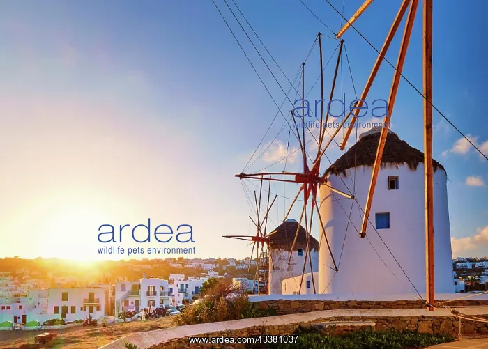 : Famous tourist attraction of Mykonos, Cyclades : Famous tourist attraction of Mykonos, Cyclades