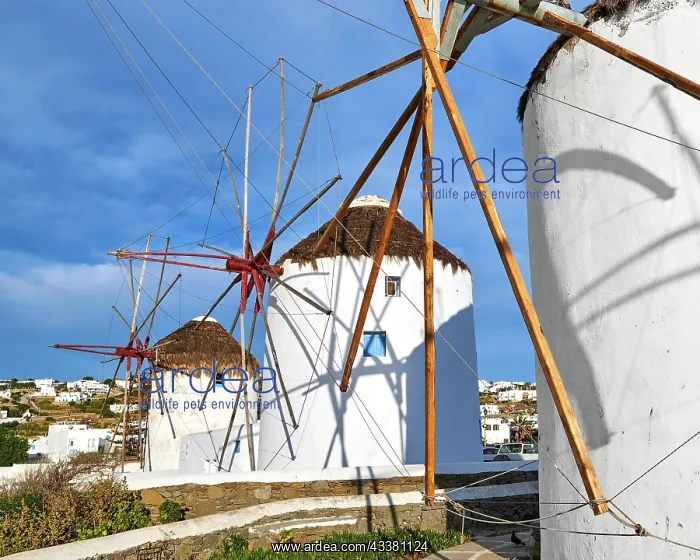 : Famous tourist attraction of Mykonos, Cyclades : Famous tourist attraction of Mykonos, Cyclades