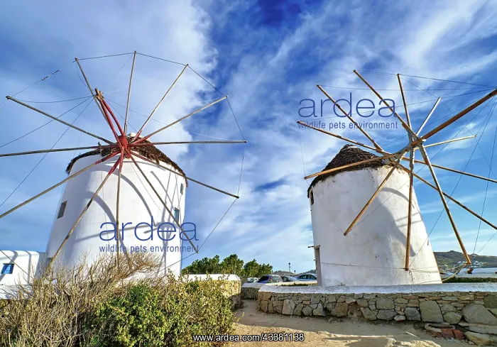 : Famous tourist attraction of Mykonos, Cyclades : Famous tourist attraction of Mykonos, Cyclades