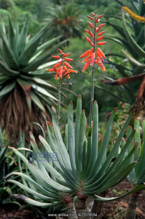 : Fan Aloe - Botanical Gardens : Fan Aloe - Botanical Gardens