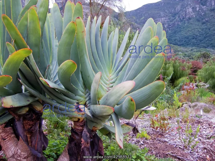 : Fan Aloe. Kirstenbosch National Botanical Garden : Fan Aloe. Kirstenbosch National Botanical Garden