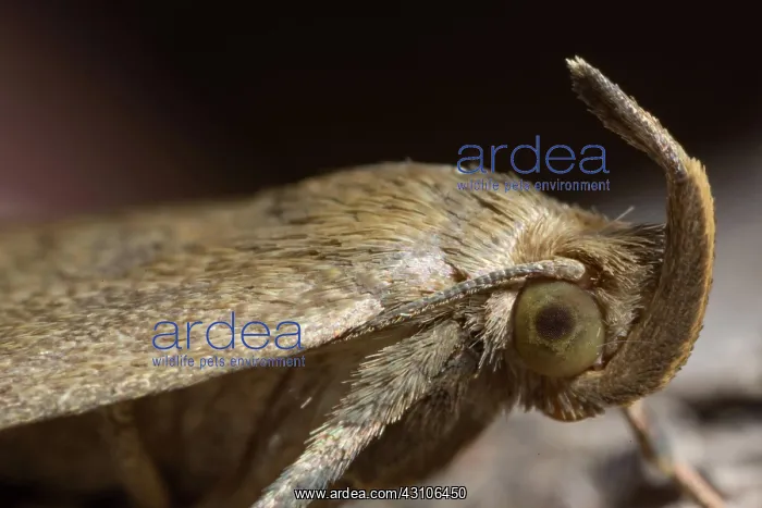 : Fan-foot (Zanclognatha tarsipennalis) : Fan-foot (Zanclognatha tarsipennalis)
