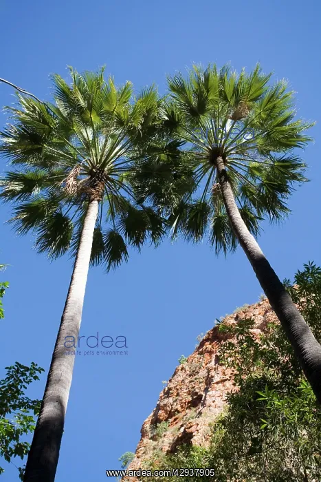 : Fan Palm (Livistona mariae). Gorge on the El Questro cattle station : Fan Palm (Livistona mariae). Gorge on the El Questro cattle station