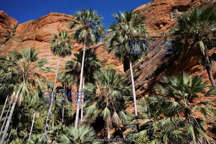 : Fan Palm (Livistiona victoriae). Kimberley, Western Australia : Fan Palm (Livistiona victoriae). Kimberley, Western Australia