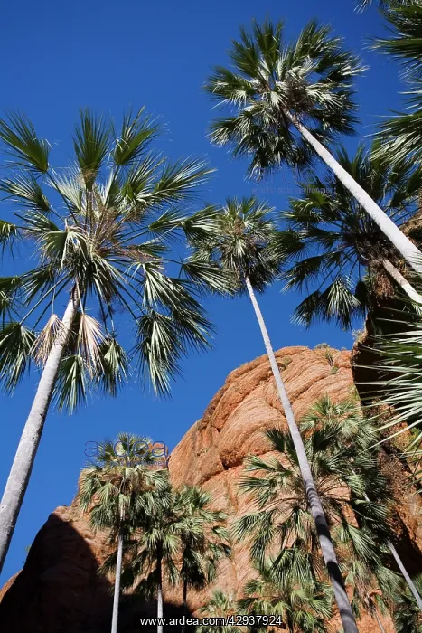 : Fan Palm (Livistiona victoriae). Kimberley, Western Australia : Fan Palm (Livistiona victoriae). Kimberley, Western Australia