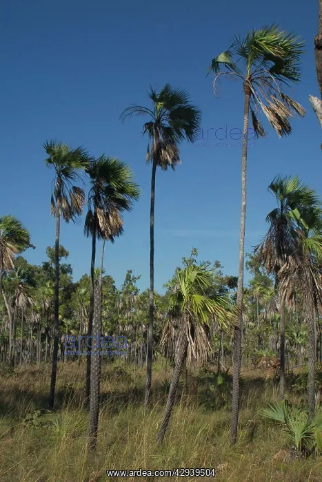 : Fan Palm (Livistona eastonii). Endemic to the Kimberley Region of northern : Fan Palm (Livistona eastonii). Endemic to the Kimberley Region of northern
