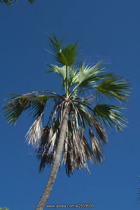 : Fan Palm (Livistona eastonii). Endemic to the Kimberley Region of northern : Fan Palm (Livistona eastonii). Endemic to the Kimberley Region of northern