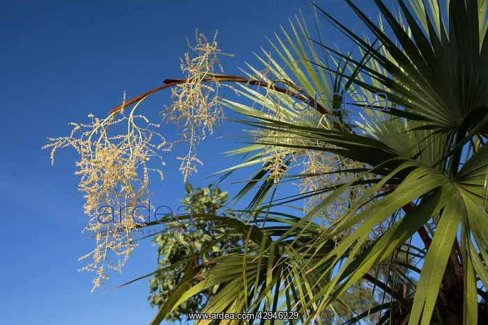 : Fan Palm flower : Fan Palm flower
