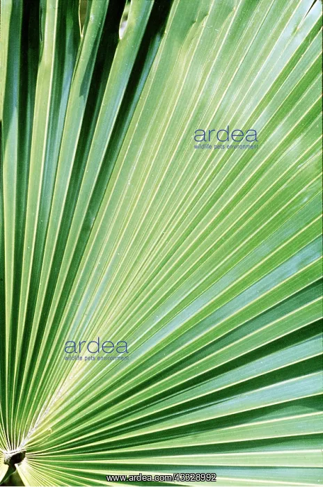 : FAN PALM FROND : FAN PALM FROND