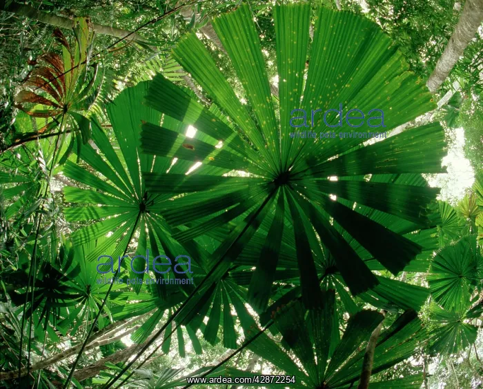 : Fan Palm - With sunlight from above - Lowland rainforest : Fan Palm - With sunlight from above - Lowland rainforest