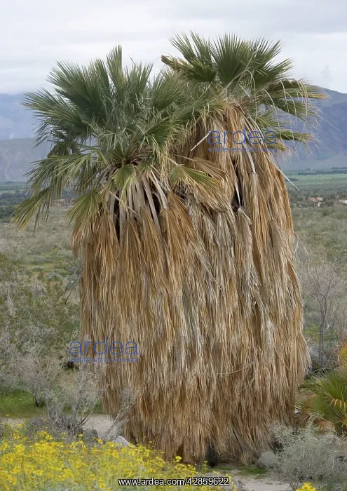 : Fan Palms - in the Sonoran desert : Fan Palms - in the Sonoran desert