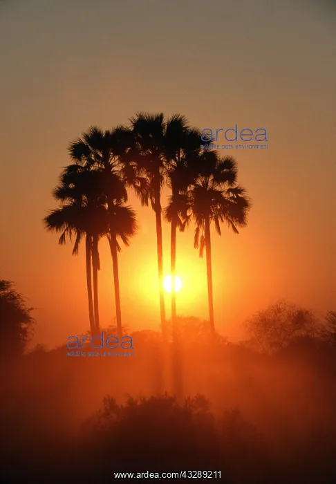 : FAN PALMS - at sunrise : FAN PALMS - at sunrise