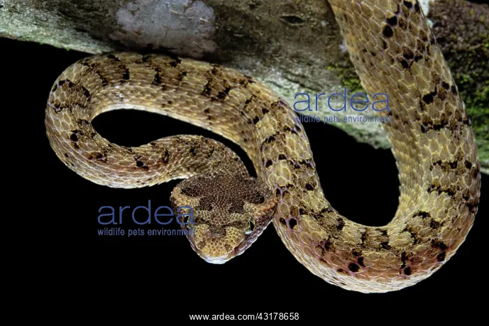 : Fan Si Pan Horned Pit Viper (Protobothrops cornutus) : Fan Si Pan Horned Pit Viper (Protobothrops cornutus)