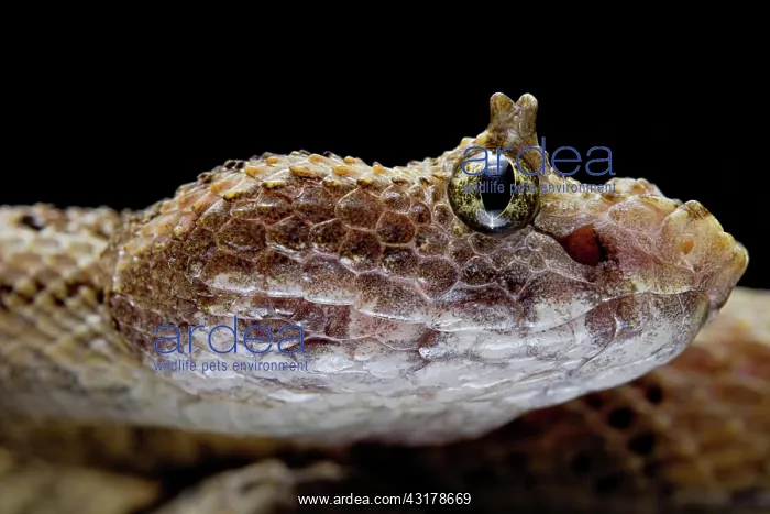 : Fan Si Pan Horned Pit Viper (Protobothrops cornutus) : Fan Si Pan Horned Pit Viper (Protobothrops cornutus)