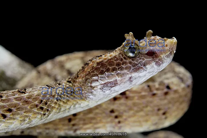 : Fan Si Pan Horned Pit Viper (Protobothrops cornutus) : Fan Si Pan Horned Pit Viper (Protobothrops cornutus)