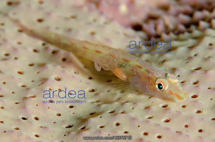 : Fan-sponge Ghostgoby with Copepod parasite : Fan-sponge Ghostgoby with Copepod parasite