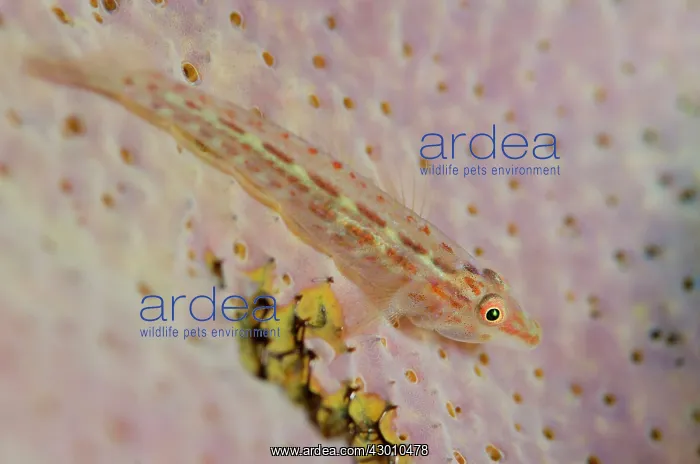 : Fan-sponge Ghostgoby on sponge Kareko Batu dive : Fan-sponge Ghostgoby on sponge Kareko Batu dive