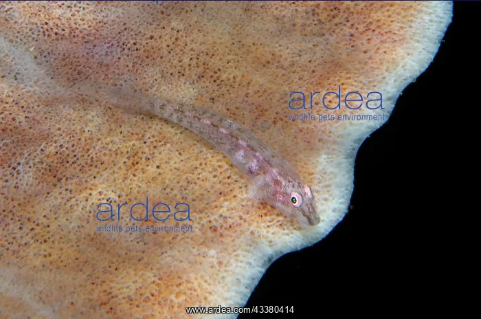 : Fan-sponge Ghostgoby - on sponge (Porfiera Phylum) : Fan-sponge Ghostgoby - on sponge (Porfiera Phylum)