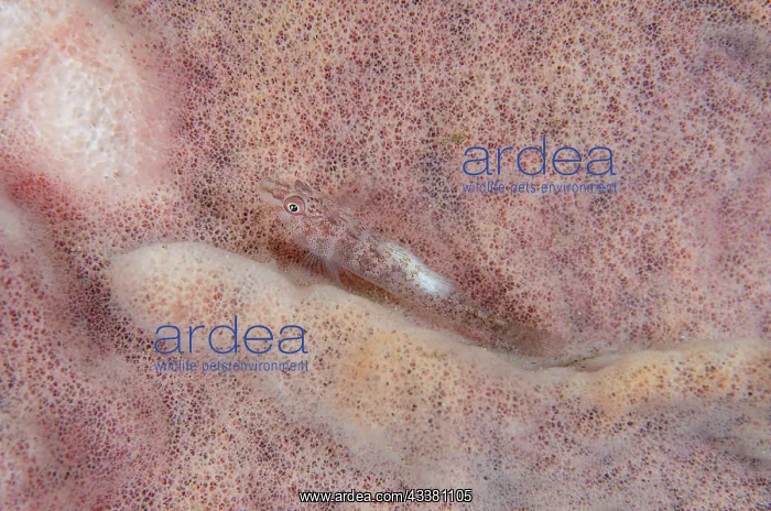 : Fan-sponge Ghostgoby - on sponge (Porfiera Phylum) : Fan-sponge Ghostgoby - on sponge (Porfiera Phylum)