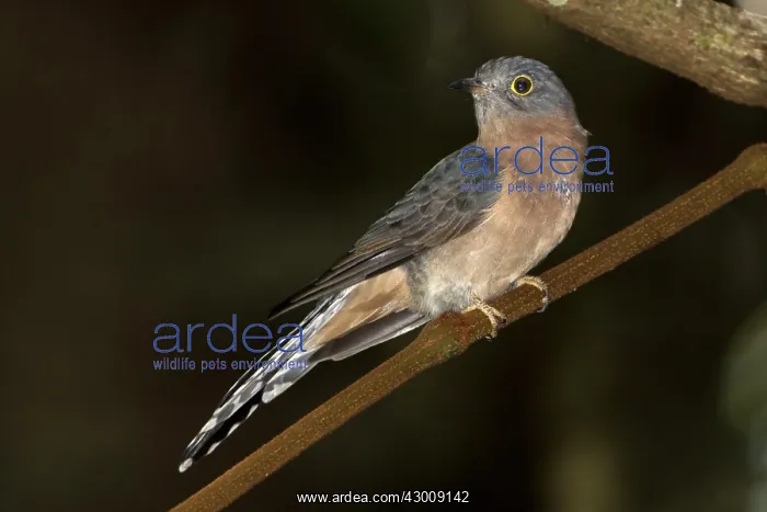: Fan-tailed Cuckoo : Fan-tailed Cuckoo