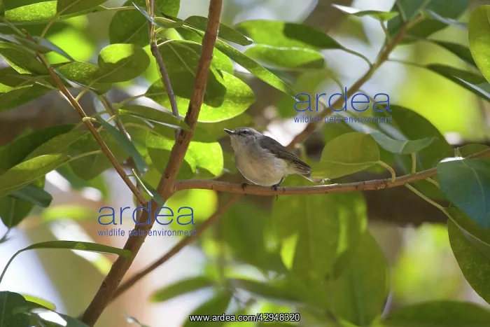 : Fan-tailed Gerygone : Fan-tailed Gerygone