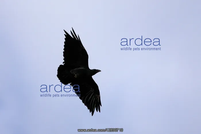 : Fan-tailed Raven : Fan-tailed Raven
