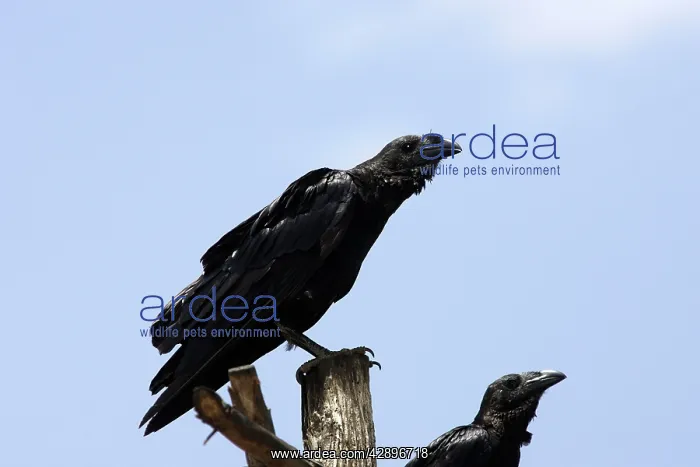 : Fan-tailed Raven : Fan-tailed Raven