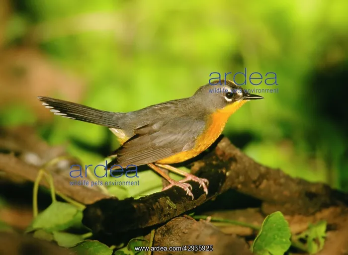 : Fan-tailed Warbler : Fan-tailed Warbler