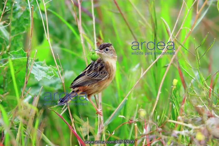 : Fan-tailed Warbler - with food in beak : Fan-tailed Warbler - with food in beak