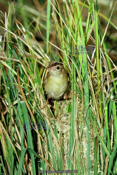 : Fan-tailed / Zitting CISTICOLA / Fan-tailed Warbler : Fan-tailed / Zitting CISTICOLA / Fan-tailed Warbler