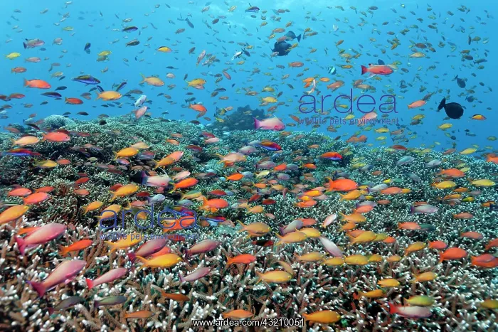 : Fancy Basses (Anthiinae), Great Barrier Reef, UNESCO : Fancy Basses (Anthiinae), Great Barrier Reef, UNESCO