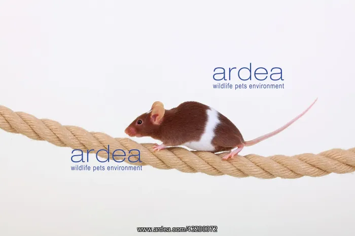 : Fancy Mouse balancing on a rope, a domesticated : Fancy Mouse balancing on a rope, a domesticated