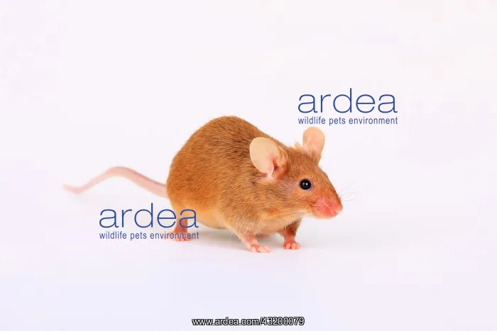 : Fancy Mouse, a domesticated form of the House Mouse : Fancy Mouse, a domesticated form of the House Mouse