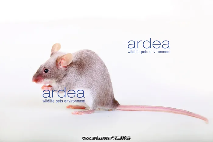 : Fancy Mouse, a domesticated form of the House Mouse : Fancy Mouse, a domesticated form of the House Mouse
