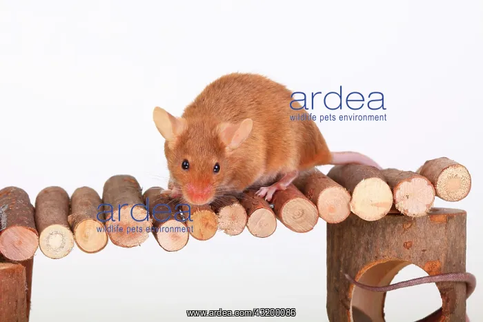 : Fancy Mouse sitting on a wooden bridge, a domesticated : Fancy Mouse sitting on a wooden bridge, a domesticated