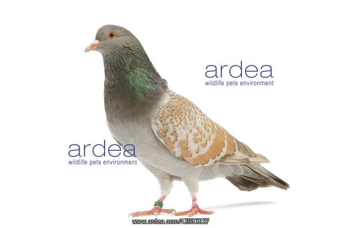 : Fancy Pigeon breed - Cauchoi - in studio : Fancy Pigeon breed - Cauchoi - in studio