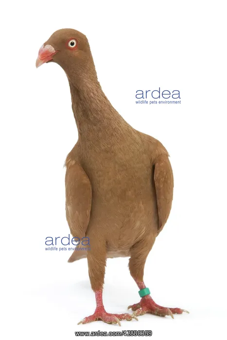 : Fancy Pigeon breed - Danish Tumbler yellow - in studio : Fancy Pigeon breed - Danish Tumbler yellow - in studio