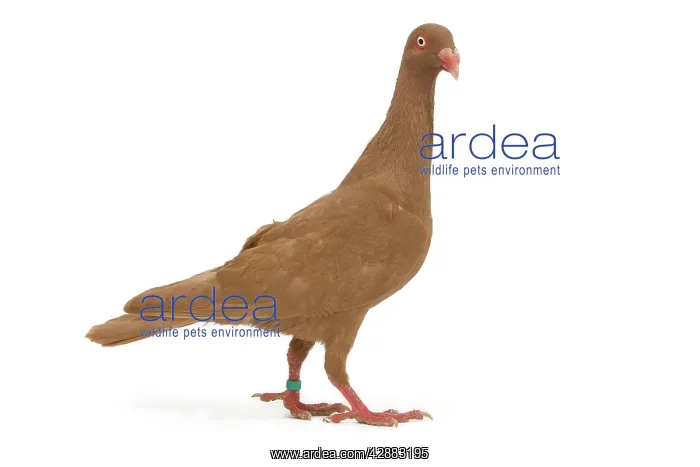 : Fancy Pigeon breed - Danish Tumbler yellow - in studio : Fancy Pigeon breed - Danish Tumbler yellow - in studio