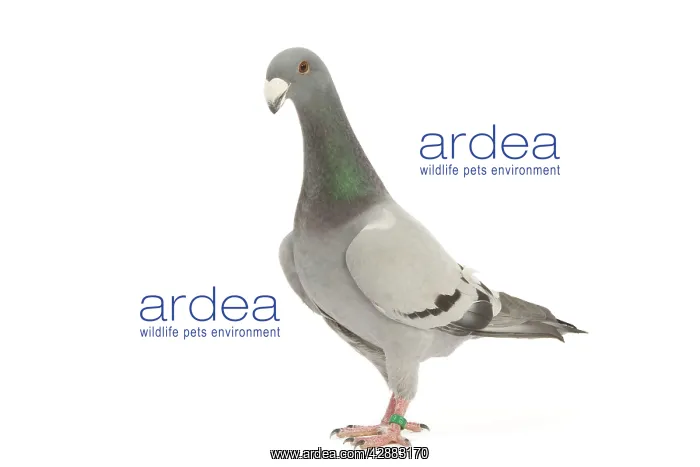 : Fancy Pigeon breed - German Beauty Homer - in studio : Fancy Pigeon breed - German Beauty Homer - in studio