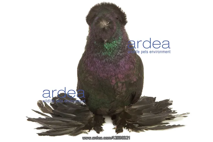: Fancy Pigeon Breed - German Trumpeter in studio : Fancy Pigeon Breed - German Trumpeter in studio