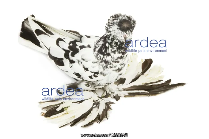: Fancy Pigeon Breed - German Trumpeter in studio : Fancy Pigeon Breed - German Trumpeter in studio