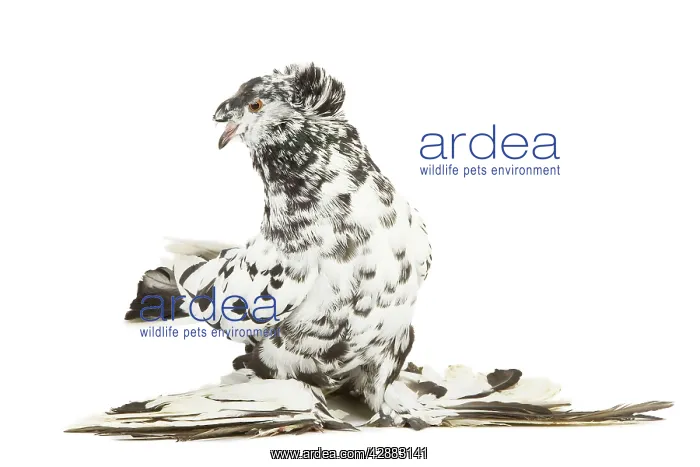 : Fancy Pigeon Breed - German Trumpeter in studio : Fancy Pigeon Breed - German Trumpeter in studio