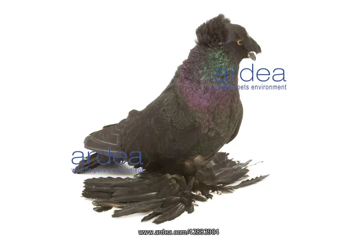 : Fancy Pigeon Breed - German Trumpeter in studio : Fancy Pigeon Breed - German Trumpeter in studio