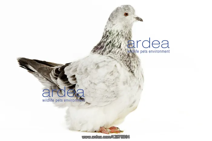  : Fancy Pigeon Breed Grisson argente