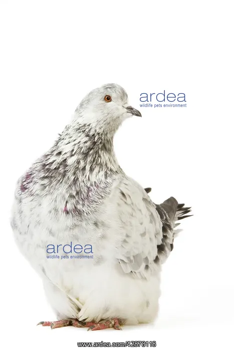 : Fancy Pigeon Breed Grisson argente