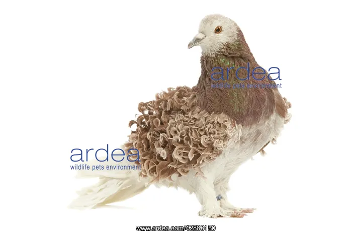 : Fancy Pigeon Breed - Hungarian Frillback (Frise : Fancy Pigeon Breed - Hungarian Frillback (Frise